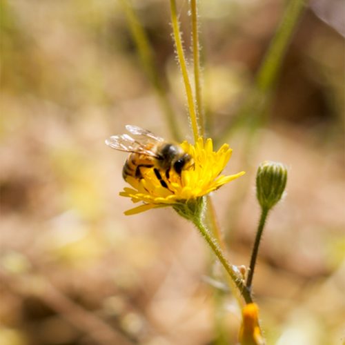 Les abeilles du domaine